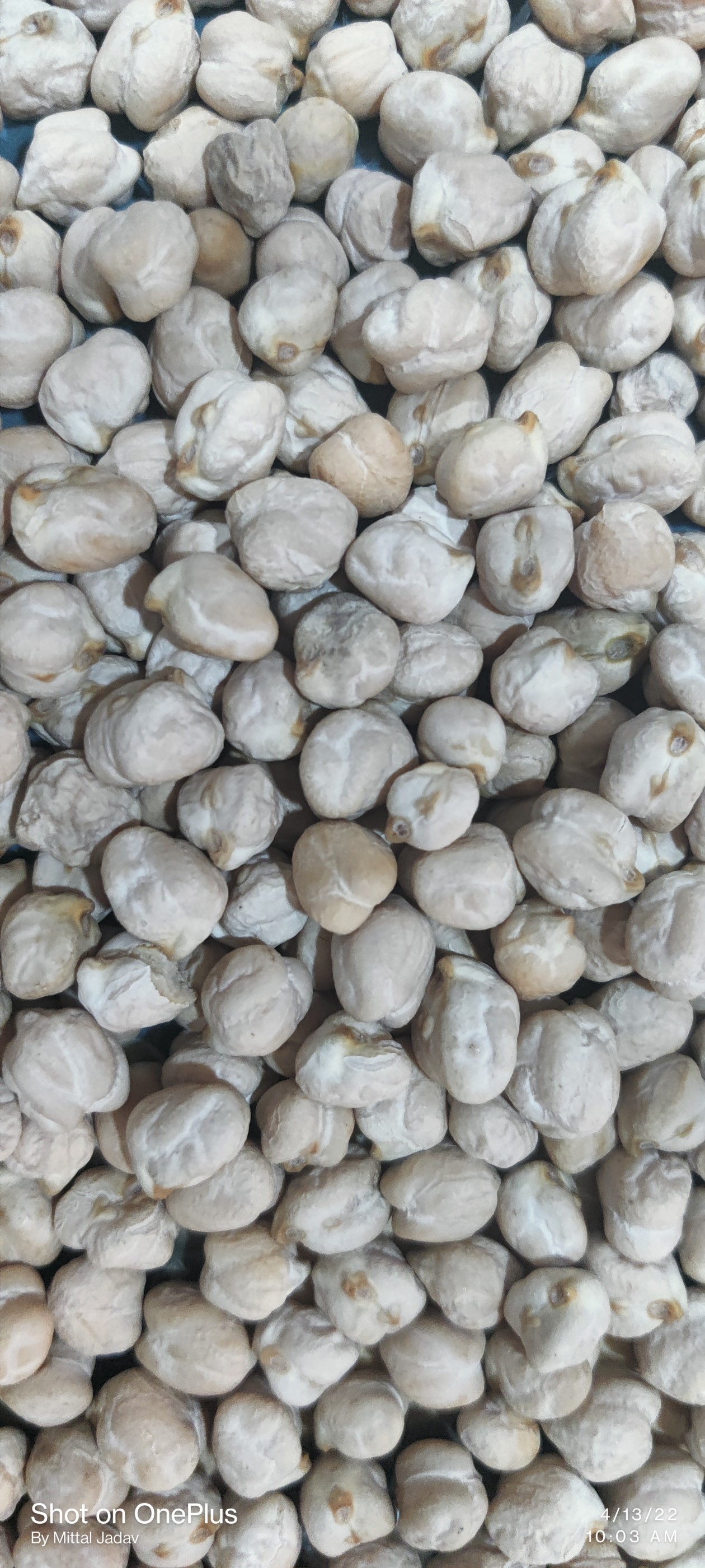 Organic Kabuli Chana